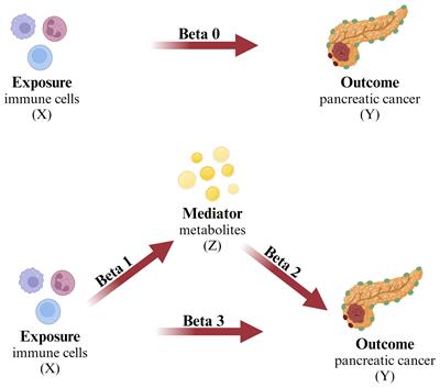 Plasma metabolites as mediators in immune cell-pancreatic cancer risk: insights from Mendelian randomization